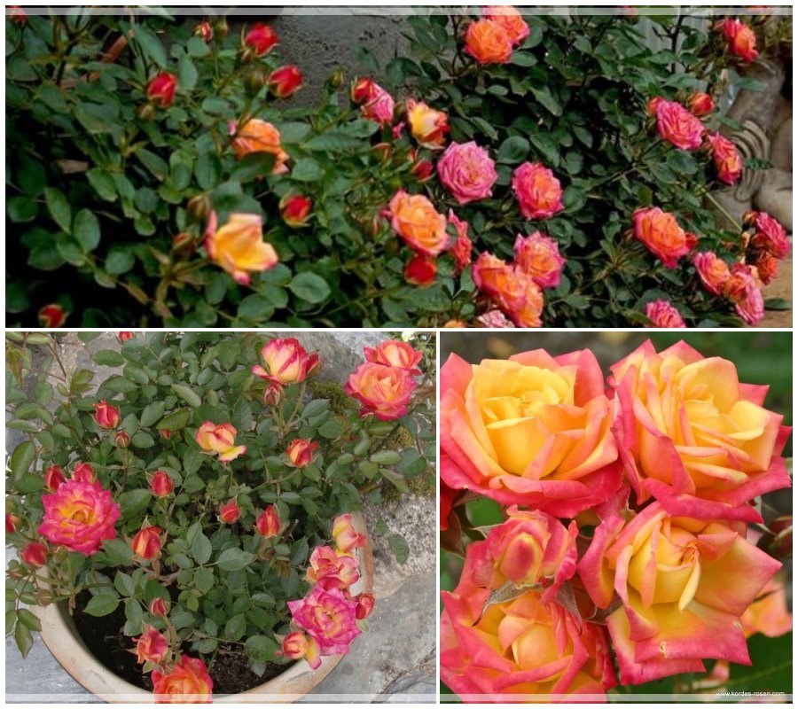 Róża miniaturowa Little Sunset®